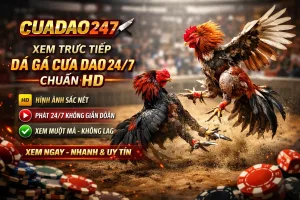 Gà Việt Đá Cựa Dao - Đặc Sắc Đá Gà Cựa Dao Chuẩn HD
