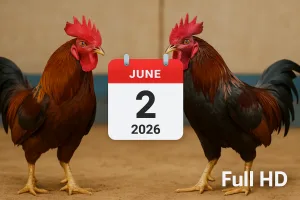 Lịch Đá Gà Thomo Trực Tiếp Ngày 2/6/2026 Full HD